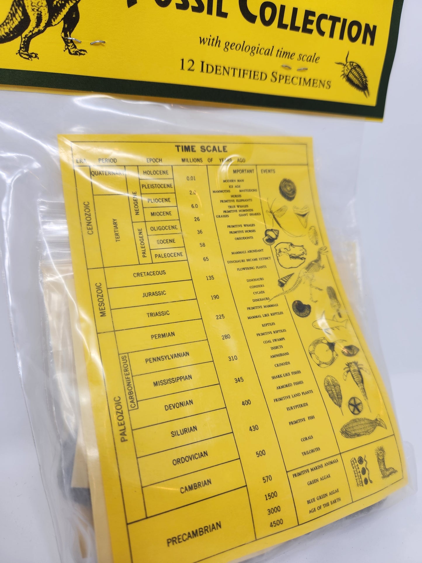 Fossil Collection Kit