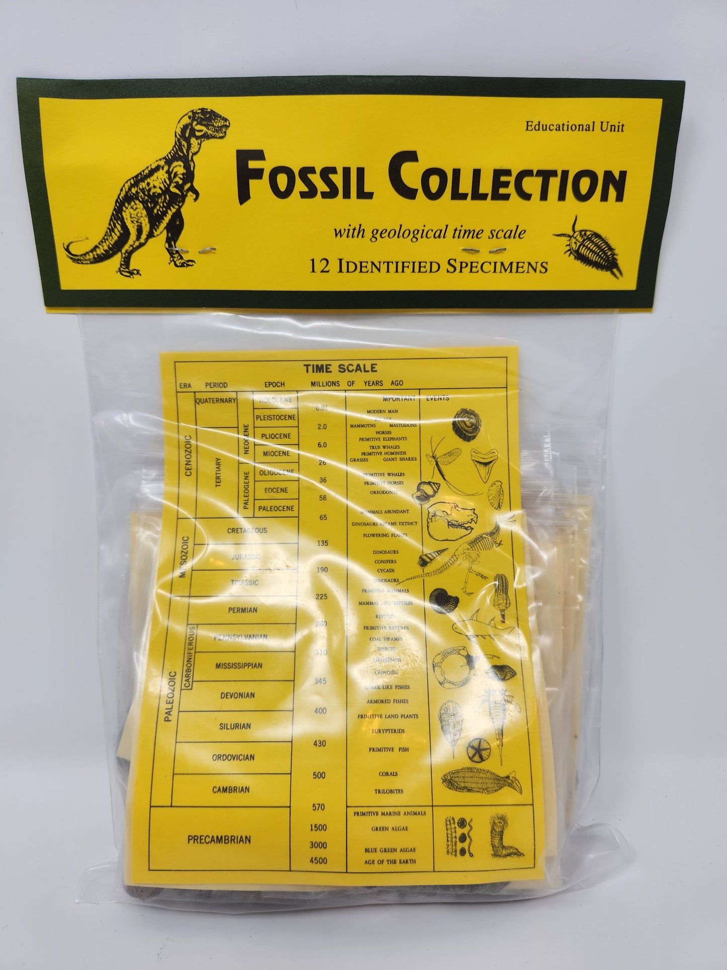 Fossil Collection Kit