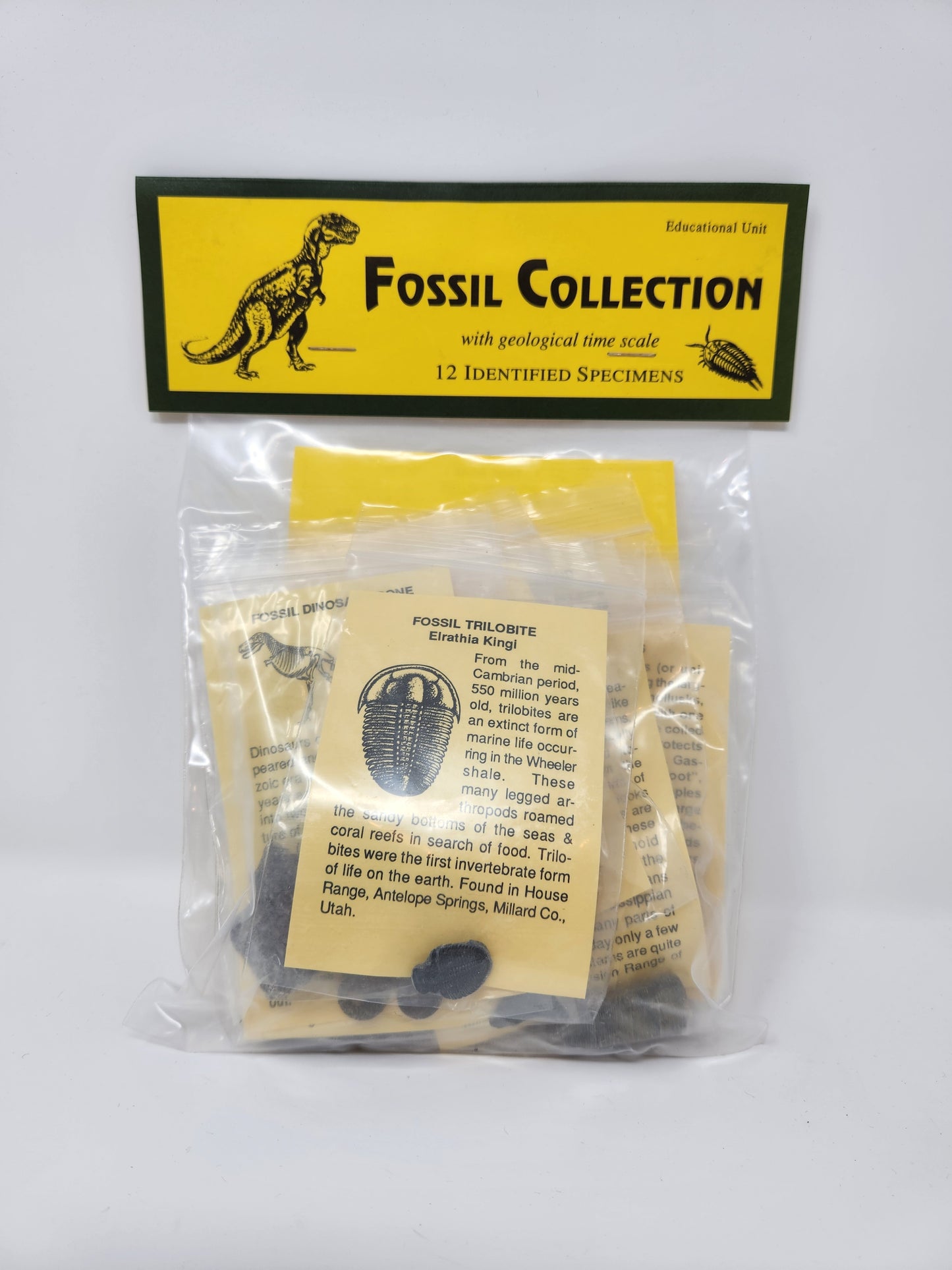 Fossil Collection Kit
