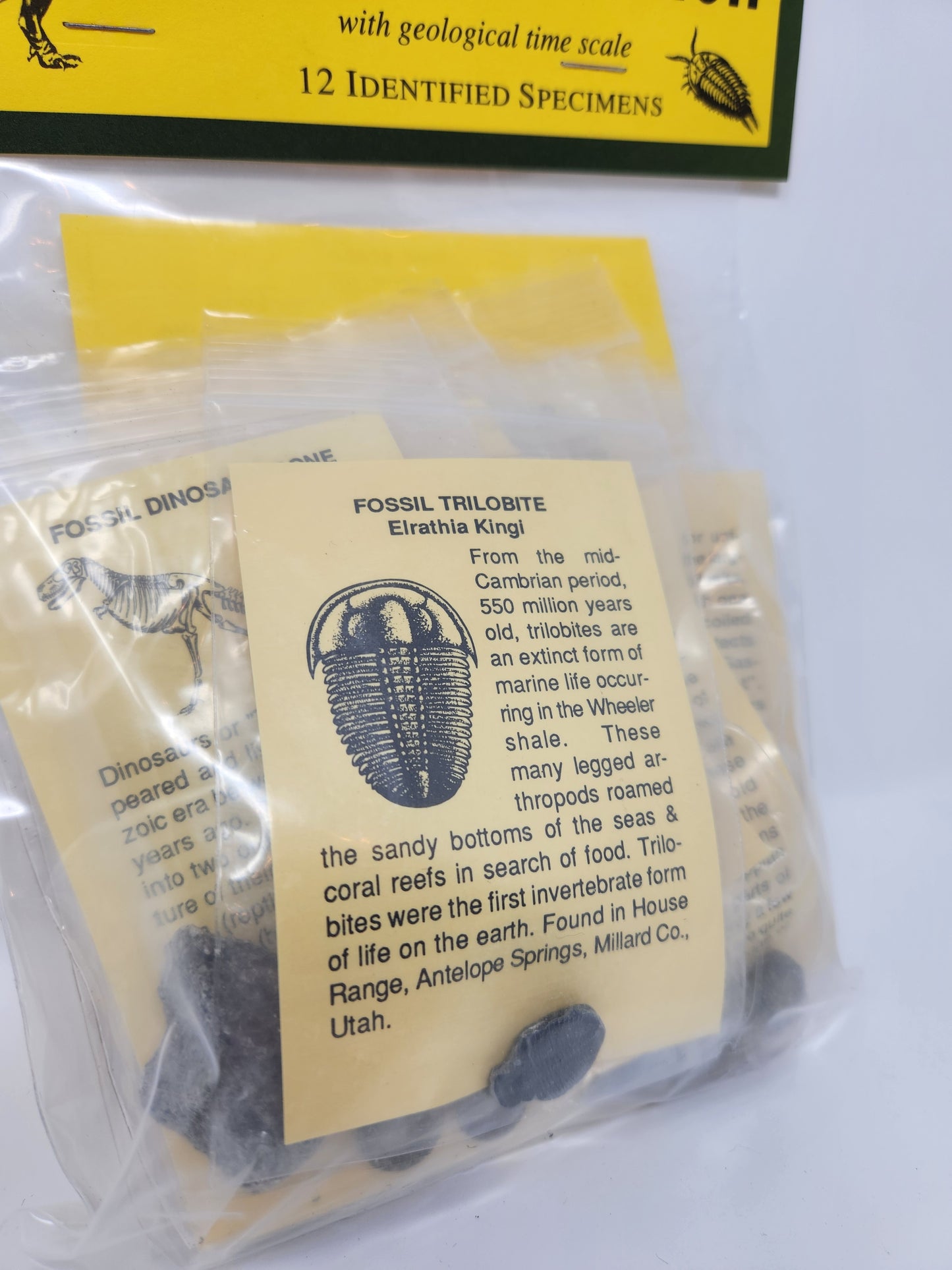 Fossil Collection Kit