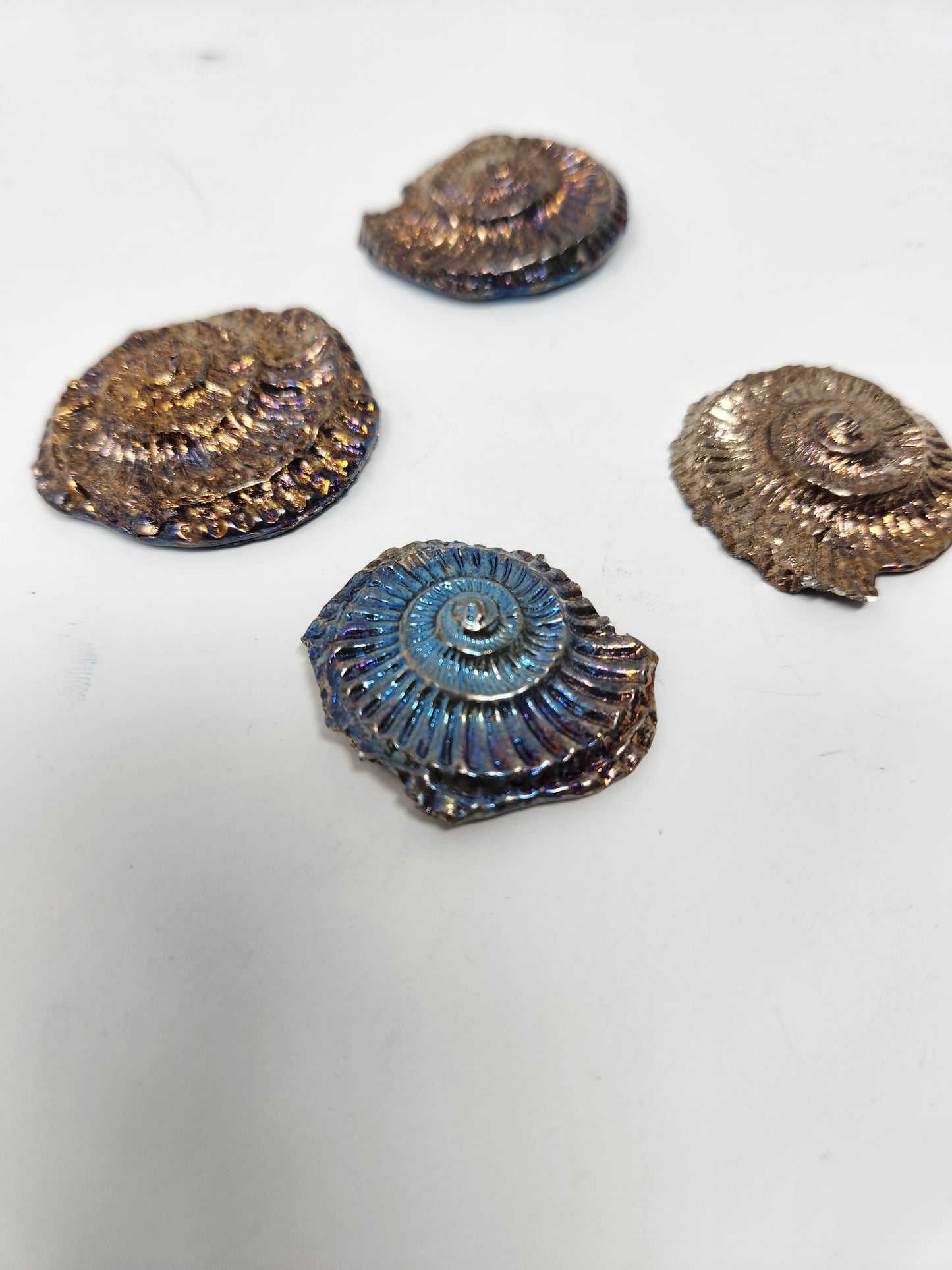 Bismuth Ammonite