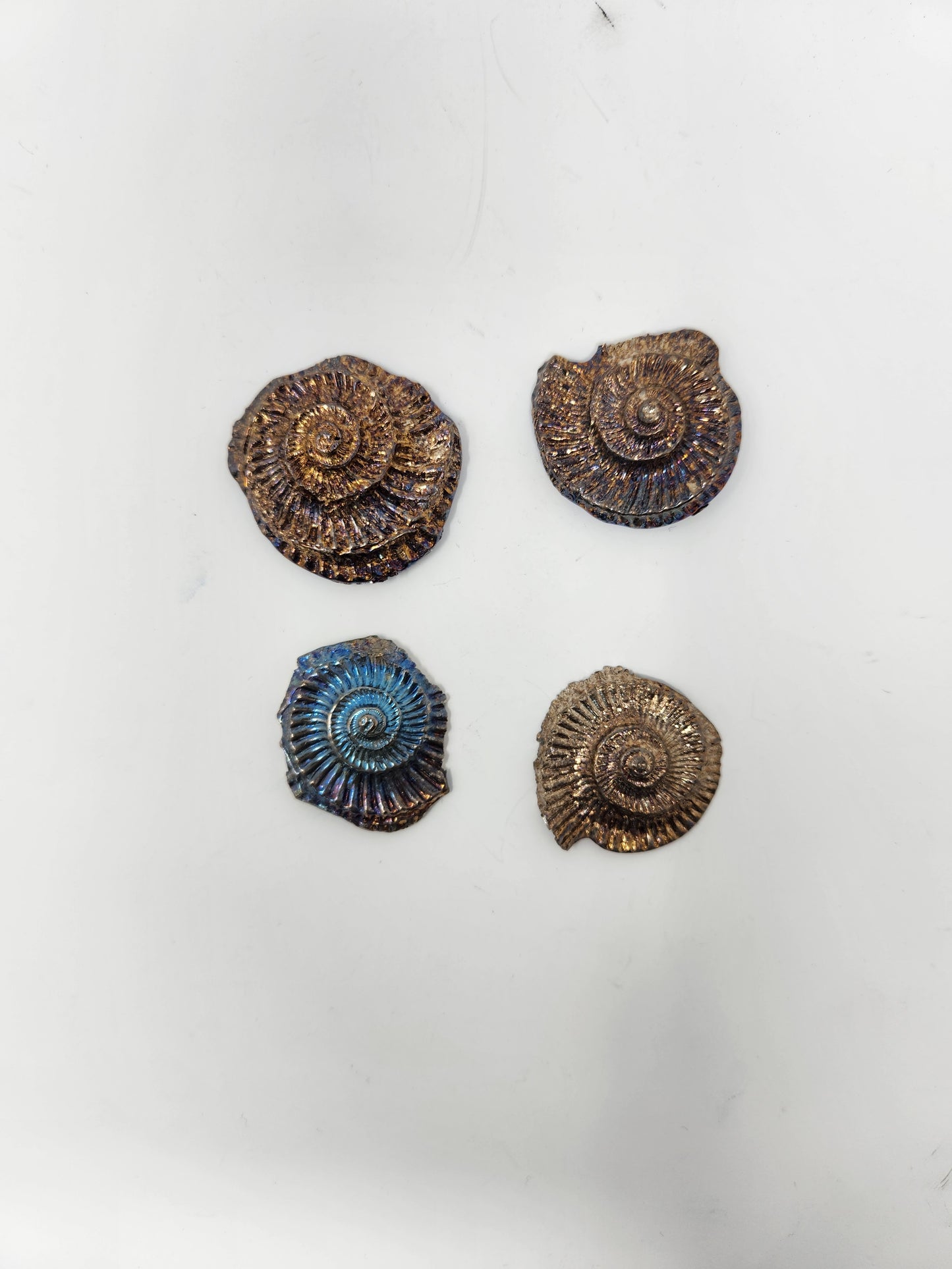 Bismuth Ammonite