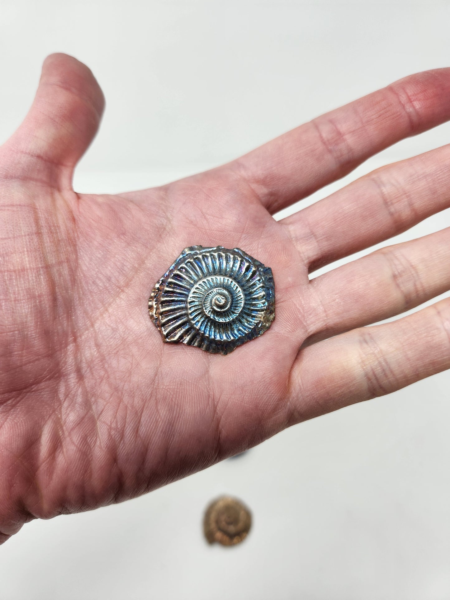 Bismuth Ammonite