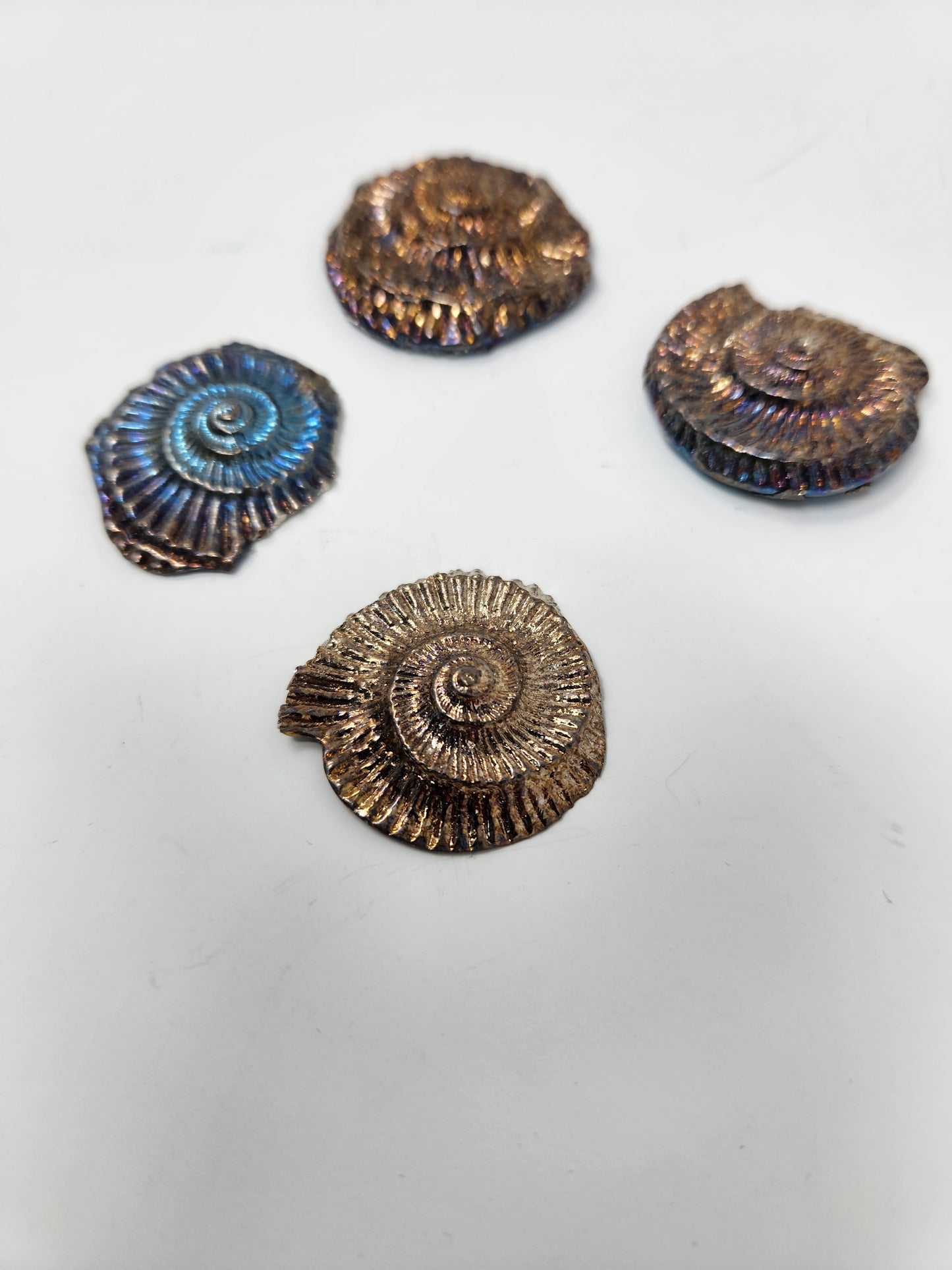 Bismuth Ammonite
